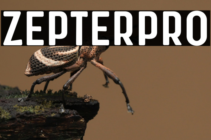 Zepter Pro Example 1