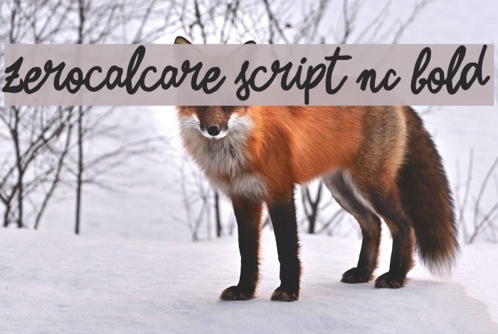 Zerocalcare Script NC Bold Polices examples