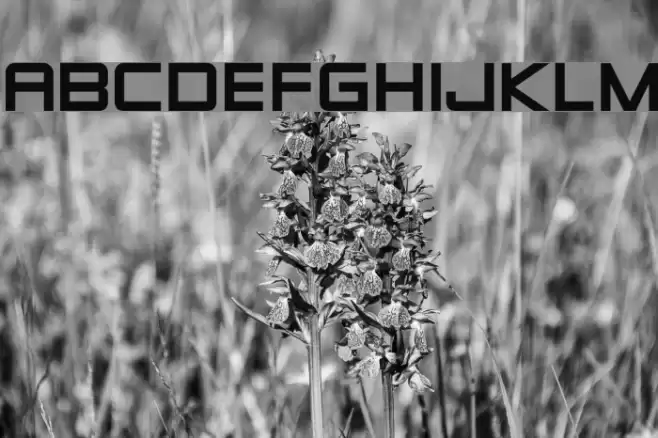 Zeroes Fonte examples