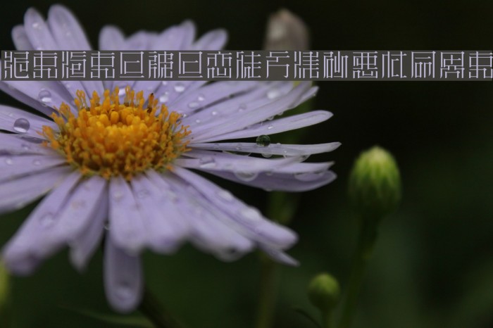 ZeueiMinchoSample Font examples