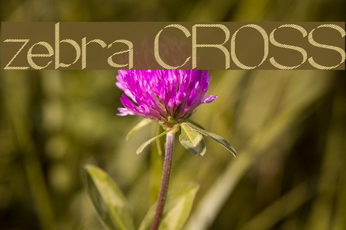 zebra CROSS Font examples