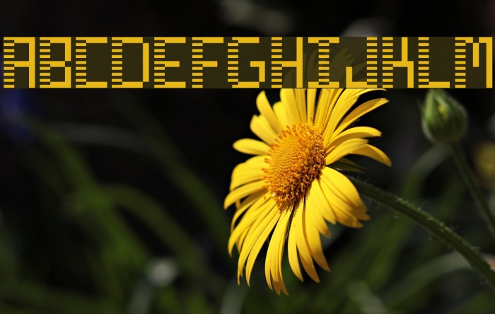 zebra deco Font examples