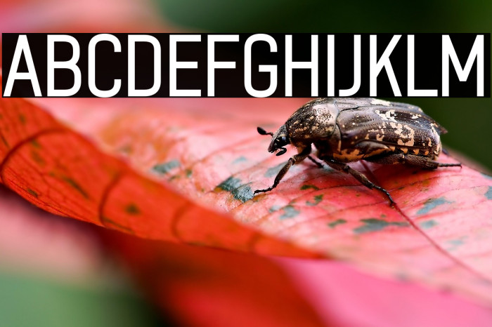 ZF2334 After A Rain Regular Example 1