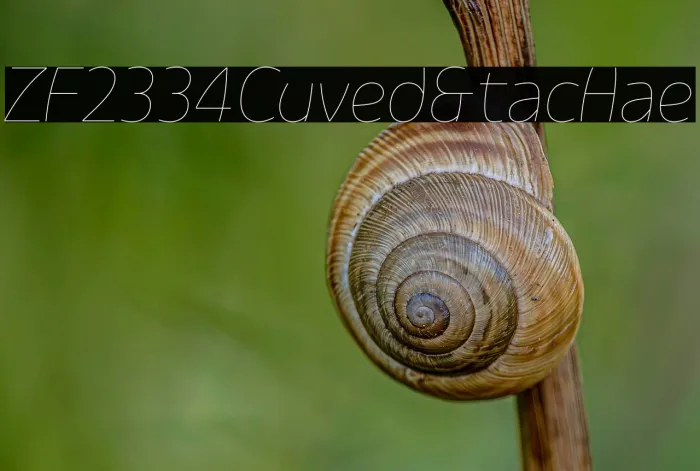 ZF2334 Curved & Italic Hairline Example 3