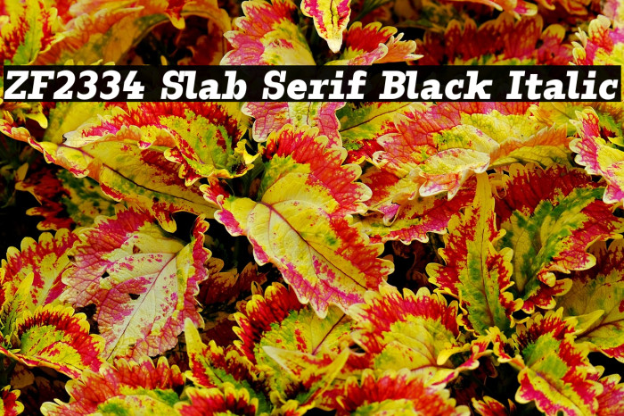 ZF2334 Slab Serif Black Italic Example 2