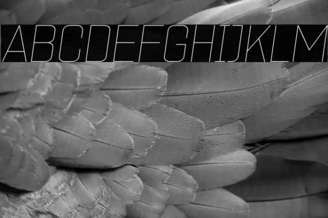 ZF2334 Square Hairline Italic Polices examples