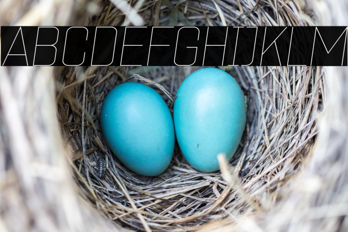 ZF2334 Square Hairline Italic Example 2