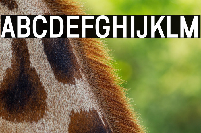 ZF2334 Squarish ExtraBold Example 1