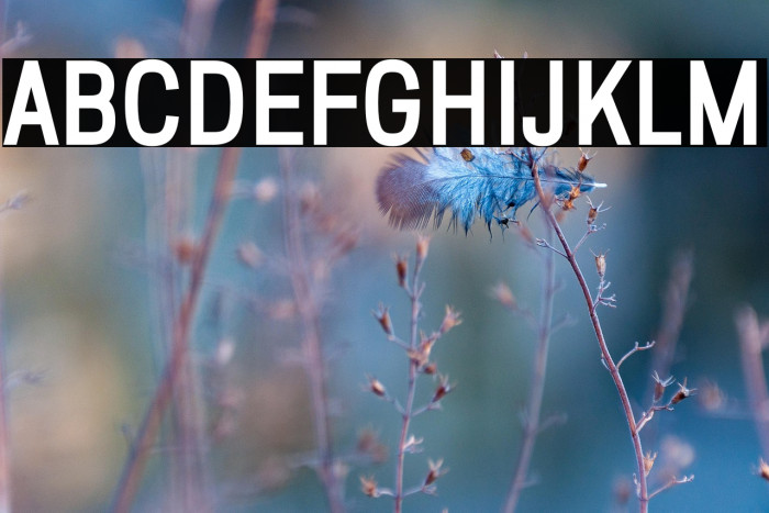 ZF2334 Squarish ExtraBold Example 2