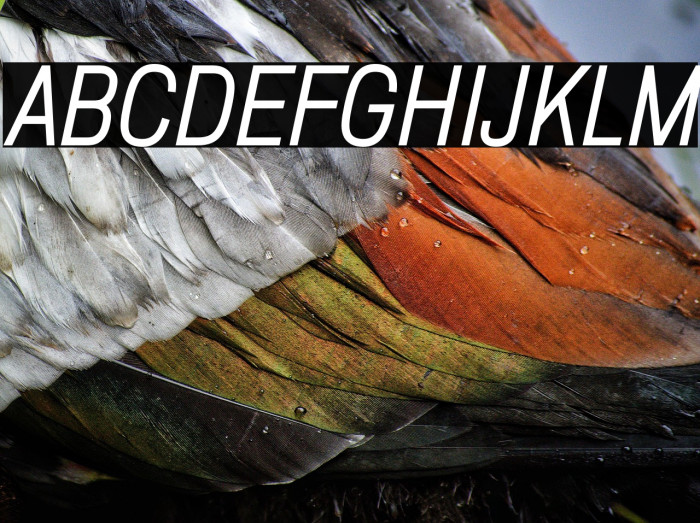 ZF2334 Squarish Regular Italic Example 1