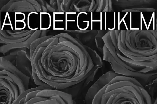 ZF2334 That's All Right Light خط examples