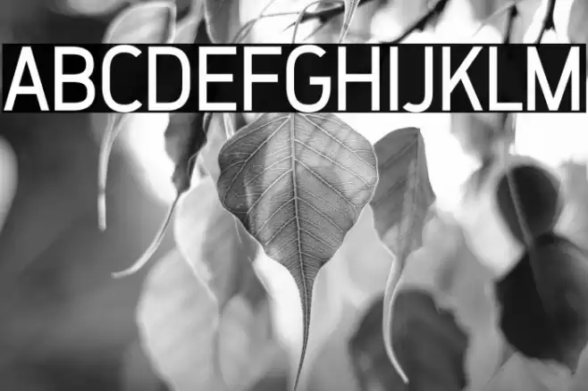 ZF2334 That's All Right Regular خط examples