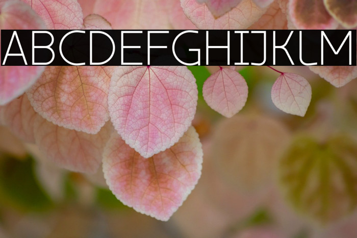 ZF2334 Typeface 63 Regular Example 3