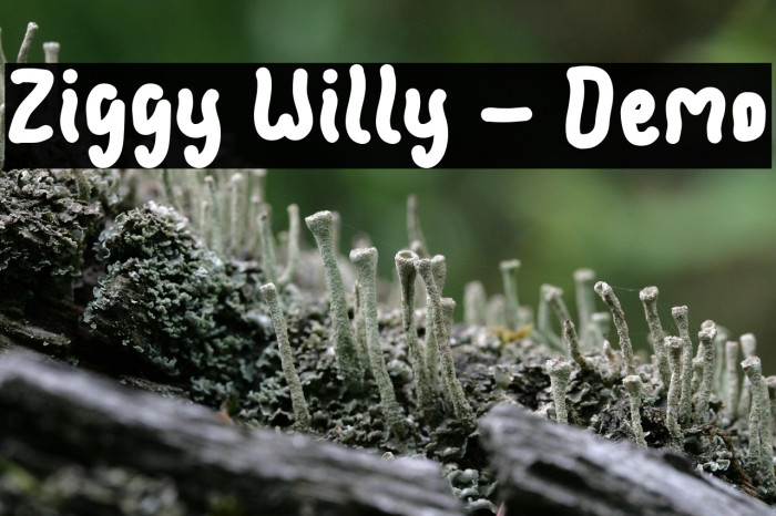 Ziggy Willy - Demo Example 1
