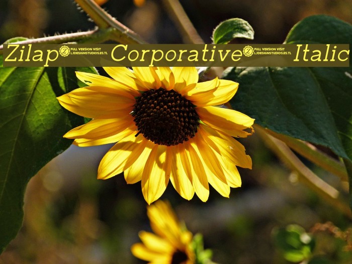 Zilap Corporative Italic Font examples