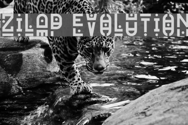 Zilap Evolution Polices examples