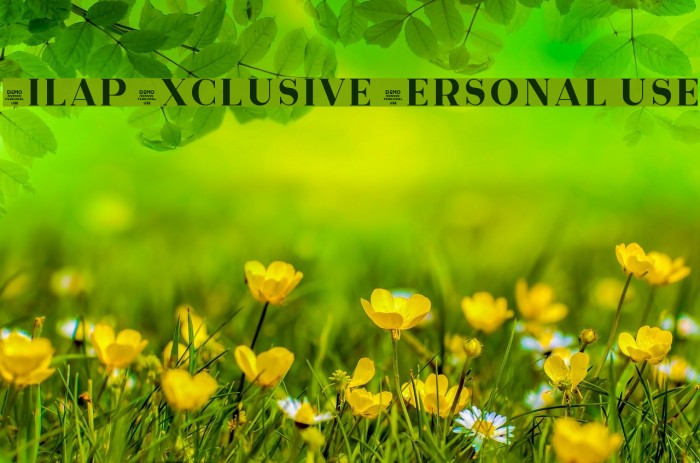 Zilap Exclusive Personal use Шрифта examples