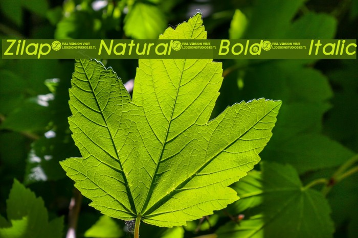 Zilap Natural Bold Italic Font examples