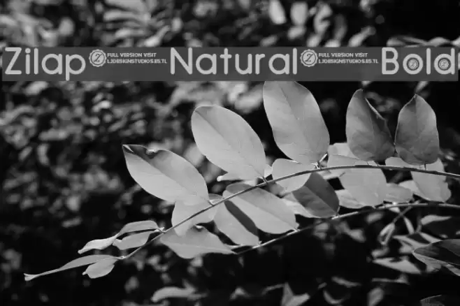 Zilap Natural Bold Font examples