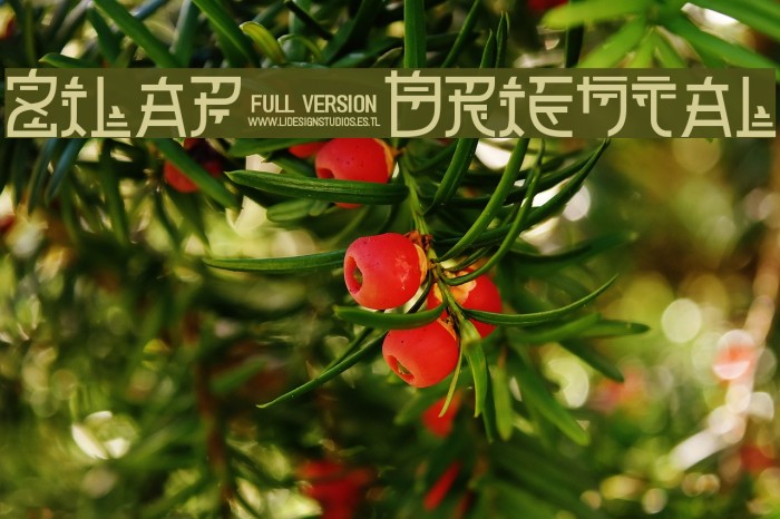 Zilap Oriental Example 1