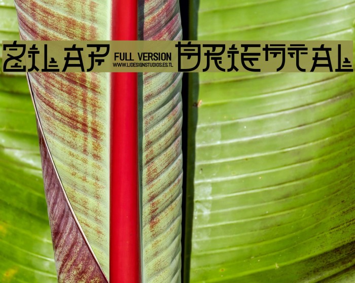 Zilap Oriental Example 2