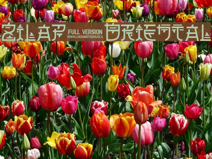 Zilap Oriental Example 3