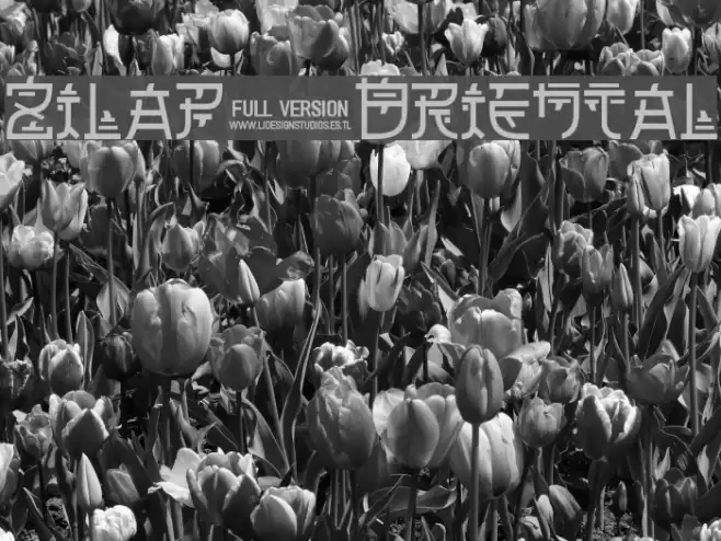 Zilap Oriental Font examples