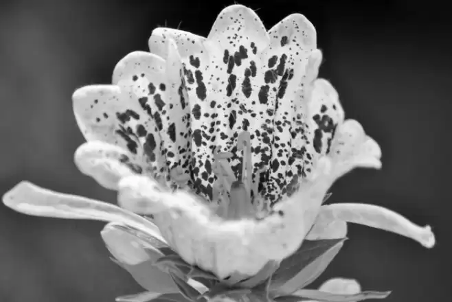 Zill Spills Font examples