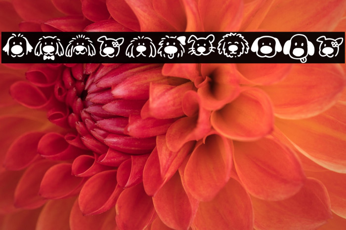 Zingflawdog Example 1