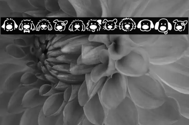 Zingflawdog Caratteri examples