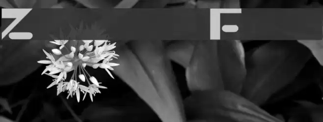 Zippy Polices examples