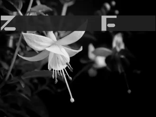 Zippy Polices examples