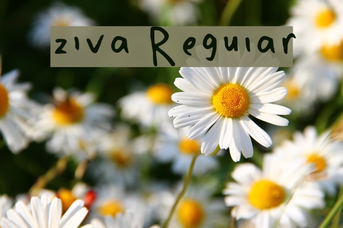 ziva Regular Font examples