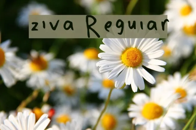 ziva Regular Example 2