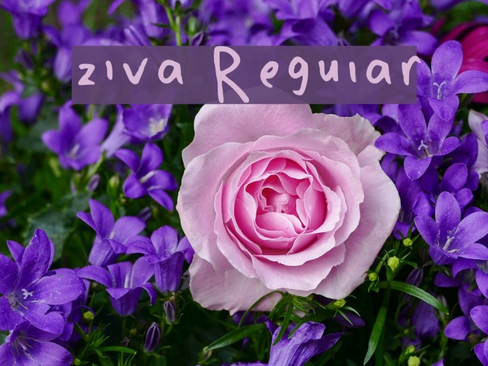 ziva Regular Font examples