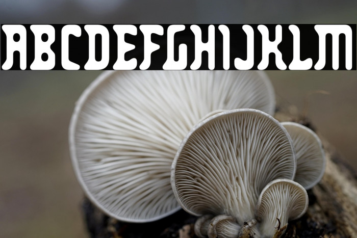 Zodillin-Regular Example 2