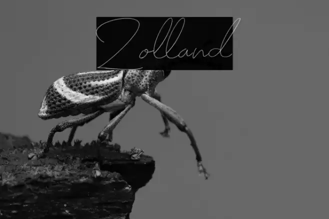 Zolland Font examples