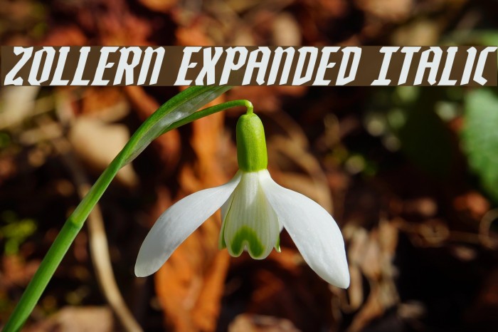 Zollern Expanded Italic Font examples