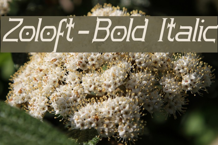Zoloft-Bold Italic Font examples