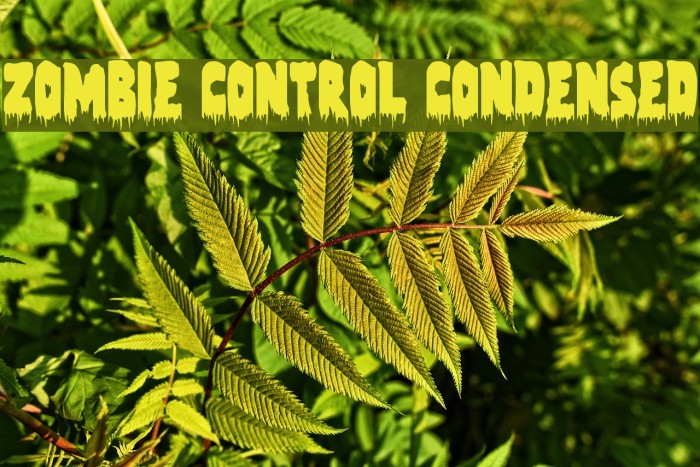 Zombie Control Condensed Font examples