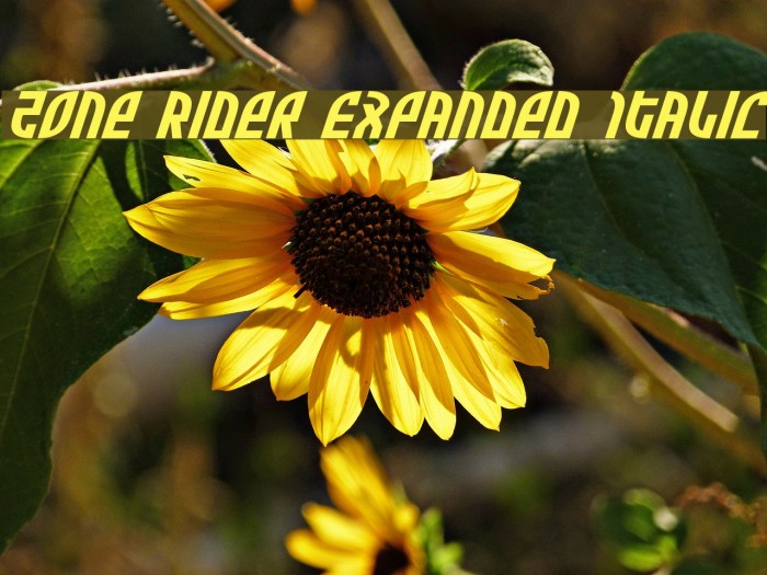 Zone Rider Expanded Italic Font examples