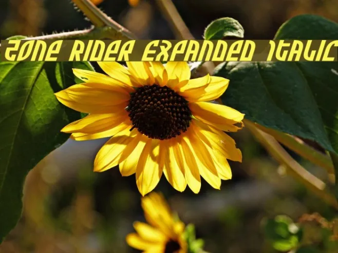 Zone Rider Expanded Italic Example 1