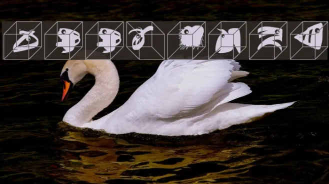 ZooCages Example 2