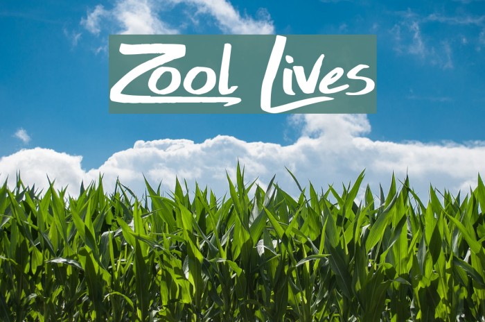Zool Lives Font examples