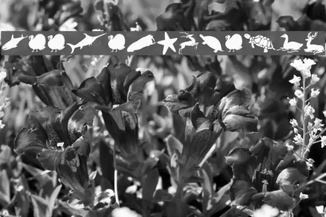 ZooloVectoriA Font examples