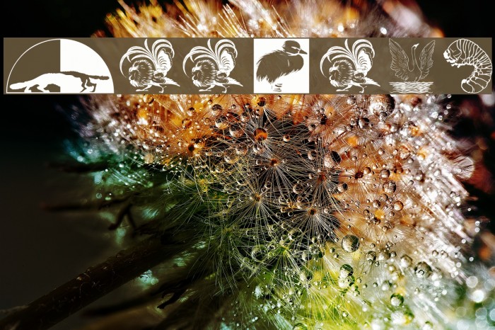 Zoology Font examples