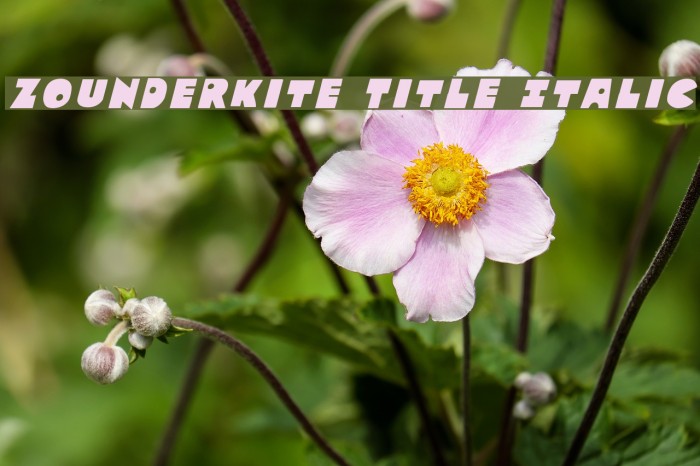 Zounderkite Title Italic Font examples