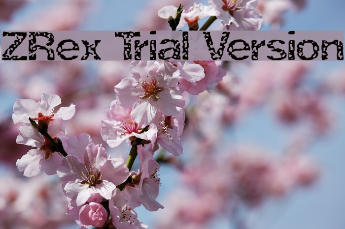 ZRex Trial Version Шрифта examples