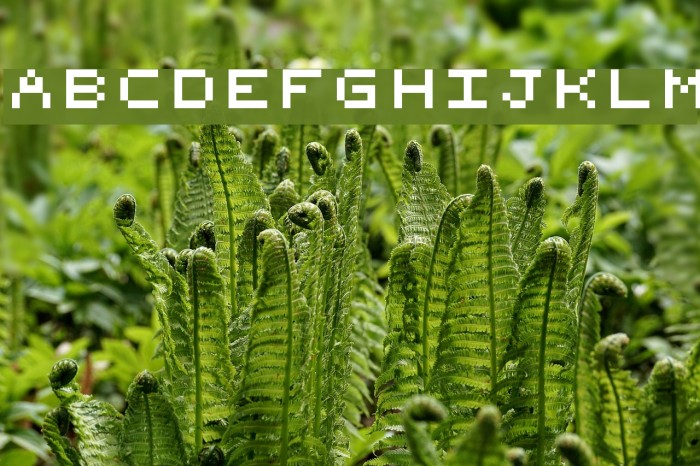 zTerm Font examples