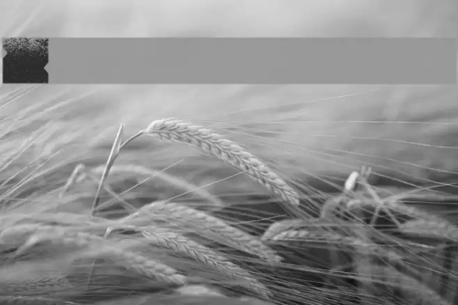 Zuber stone Font examples